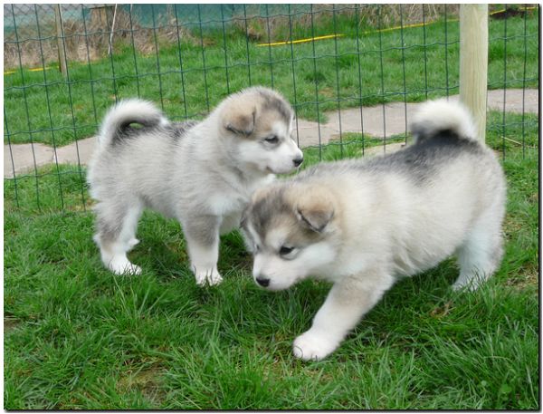 E Wurf 5 Woche 589.jpg